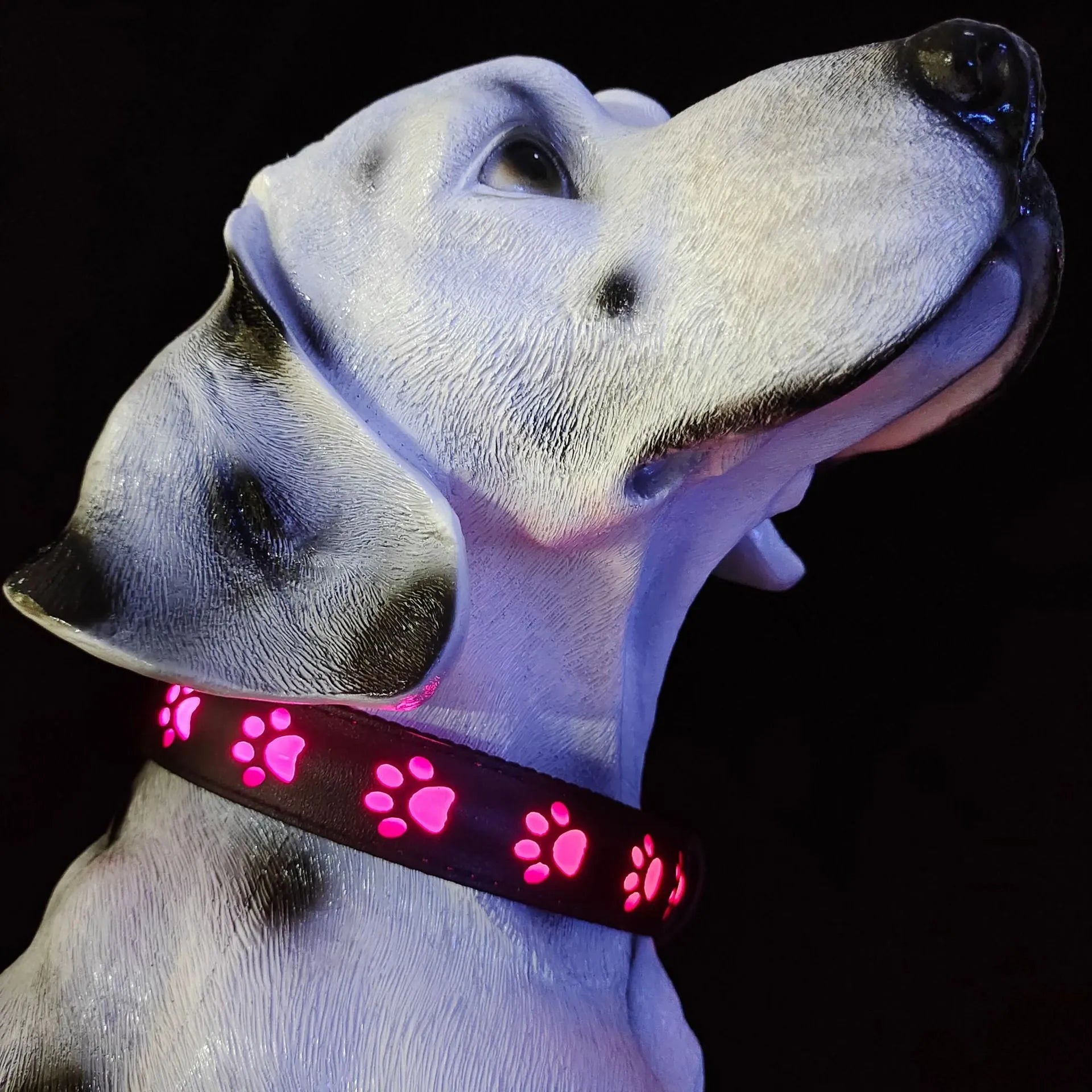 LED luminous cat collar glowing with multi-coloured light on a black background, showing paw print pattern.