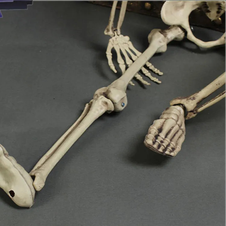 Life-size 170cm plastic skeleton prop with detailed skull and anatomical features