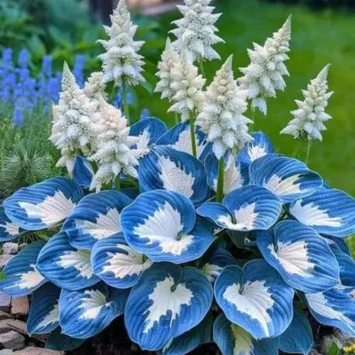 Pack of coloured leaves jade barrettes potted flower seeds showing 50 pills and variety style labels.