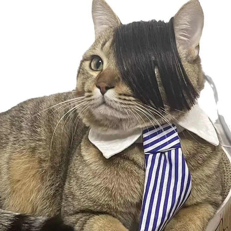 Black imitation braid fox cat wig on a cat for costume dress-up.