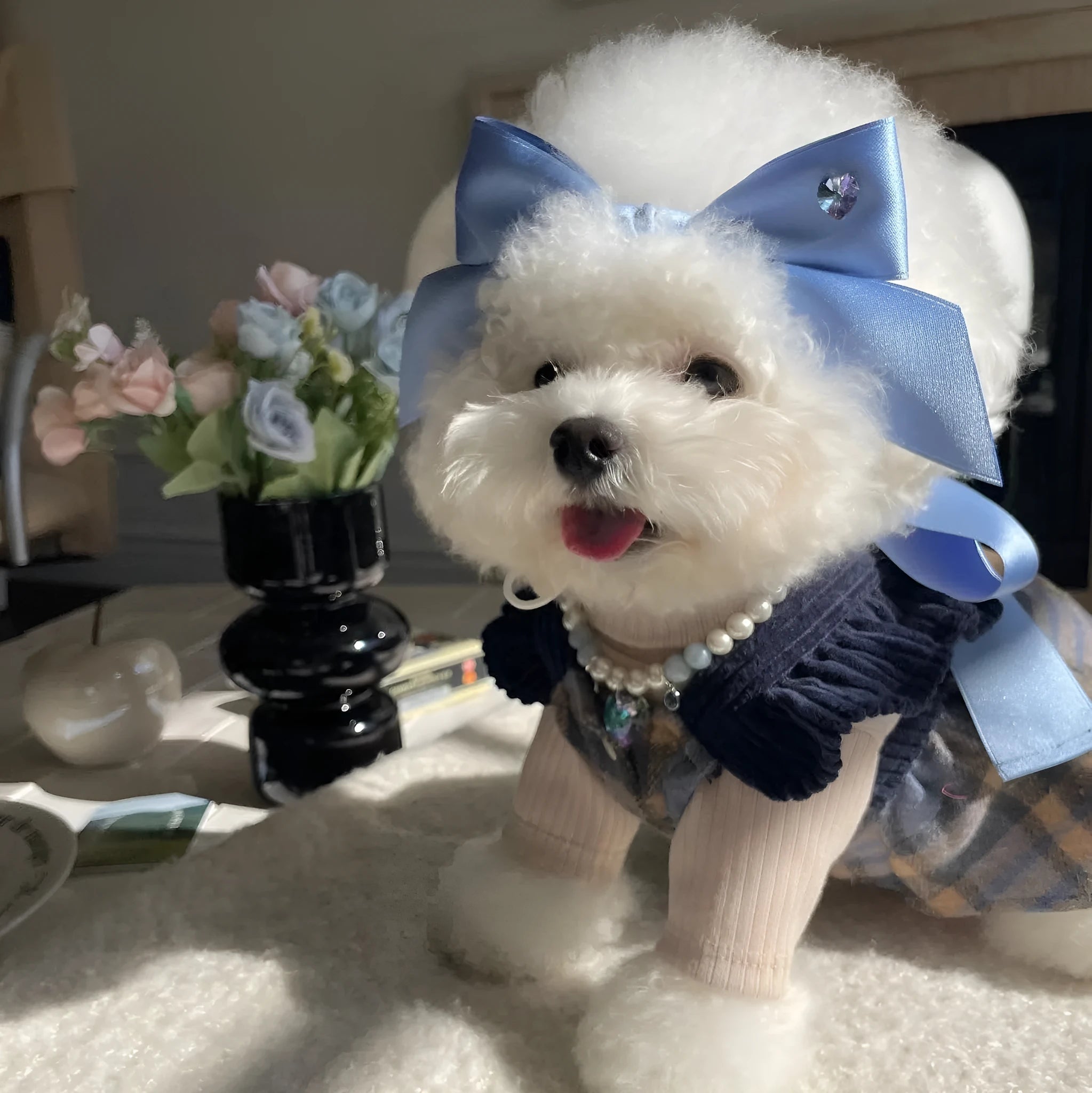 Princess style blue bow dog hair band with adjustable fit on a small dog.
