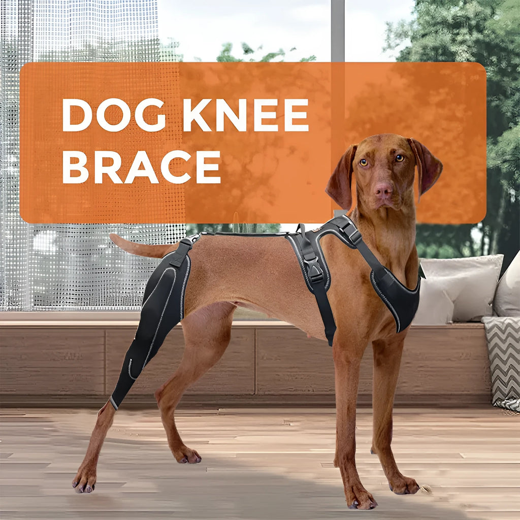 Black adjustable dog thigh protective sleeve with metal support components for post-operative recovery