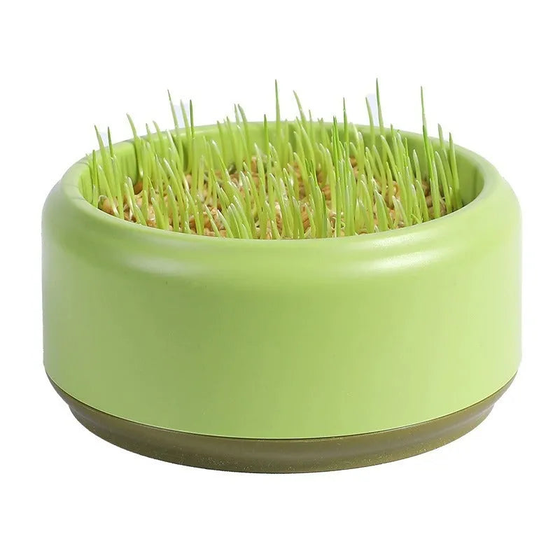 Blue, green, and yellow hydroponic cat grass cups with seed packs for soilless indoor growing.