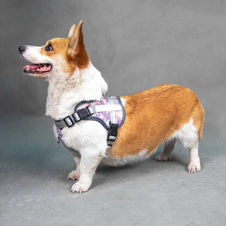 Colourful reflective pet harness showing anti-strangulation neck protection design on a dog