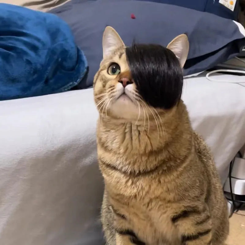 Black imitation braid fox cat wig on a cat for costume dress-up.