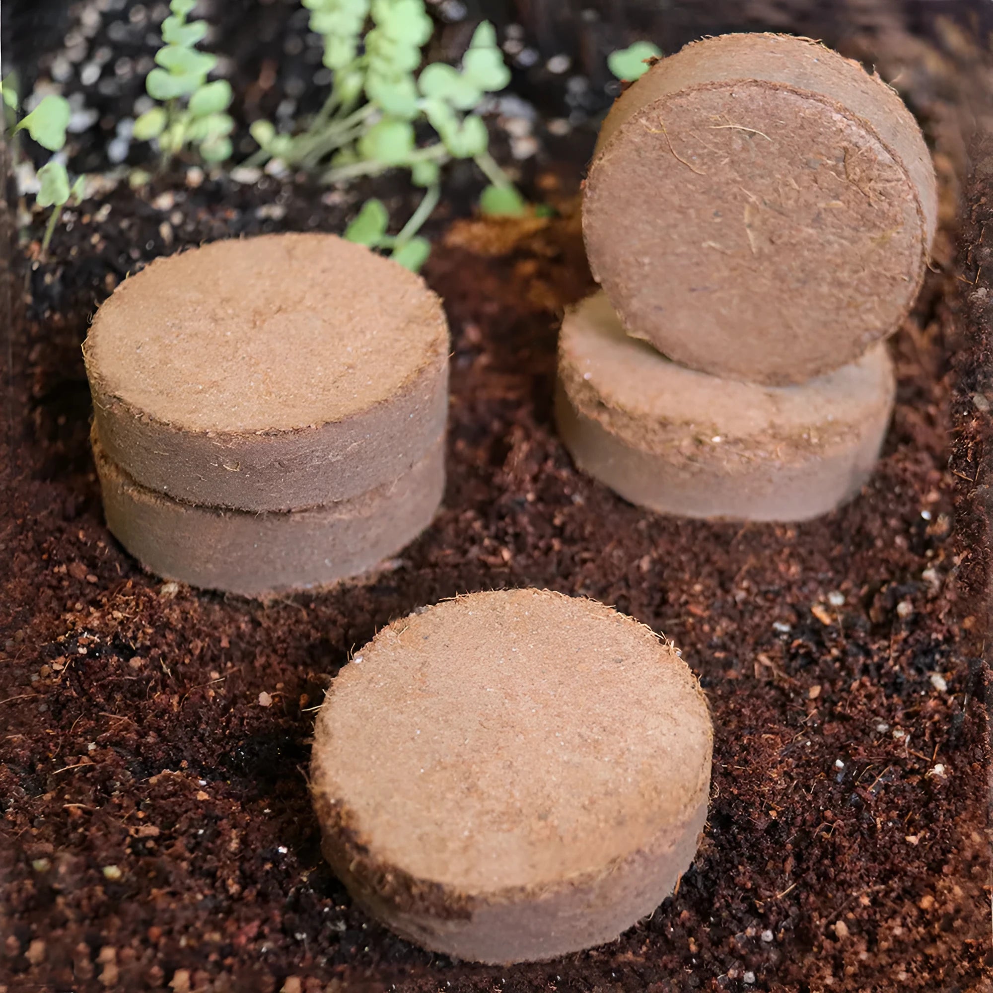 Assorted sizes of nutrient soil planting blocks for vegetable seeds and seedlings on a garden table.