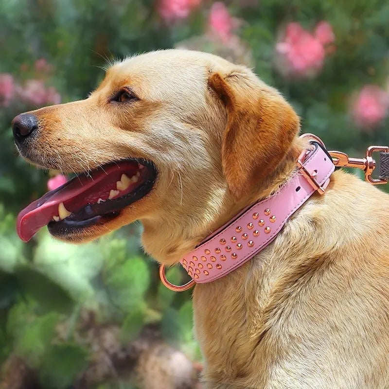 A leather dog collar with metal rivets, shown in black, chocolate, and pink colour options.