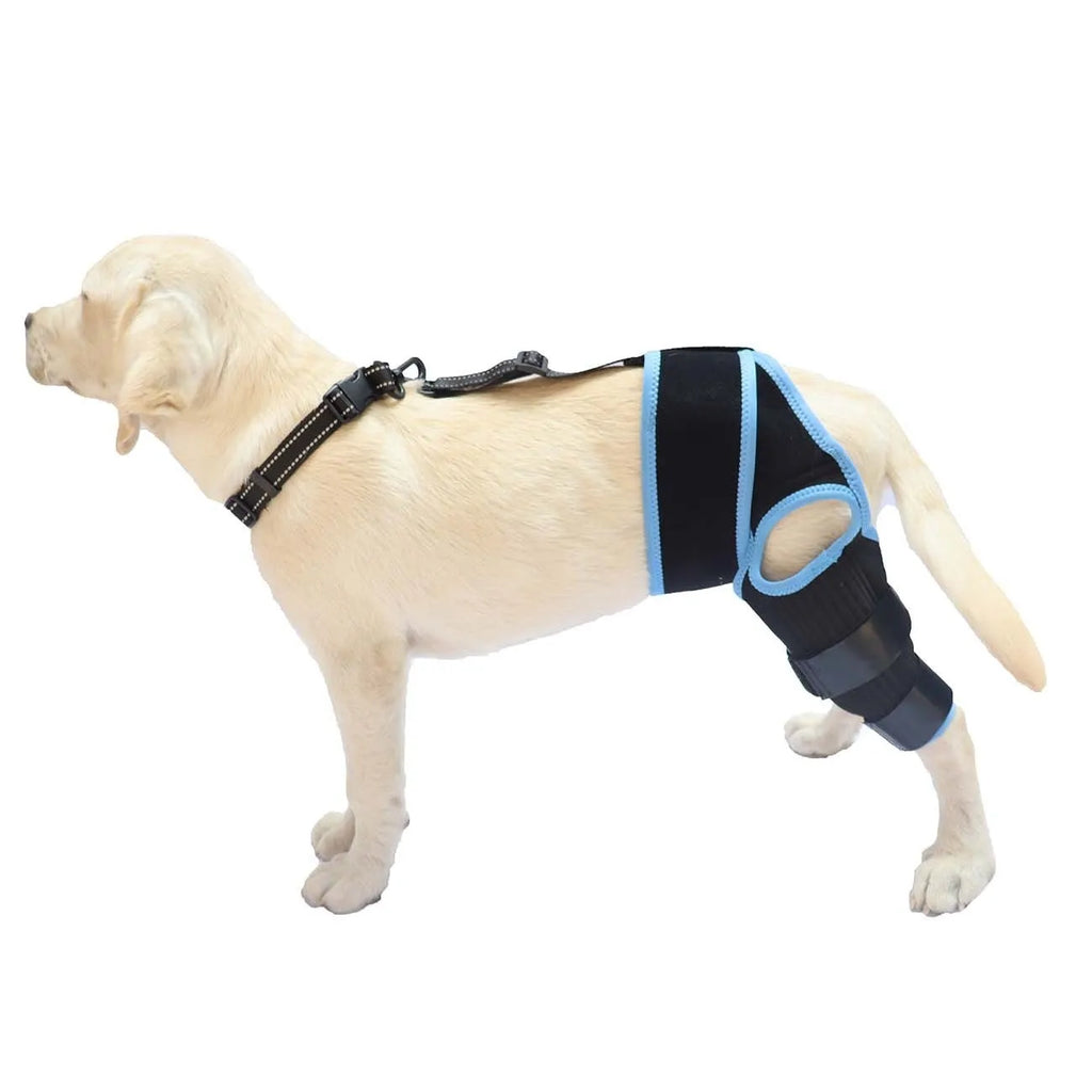 Dog hind leg knee brace assist strap in neoprene fabric showing adjustable design
