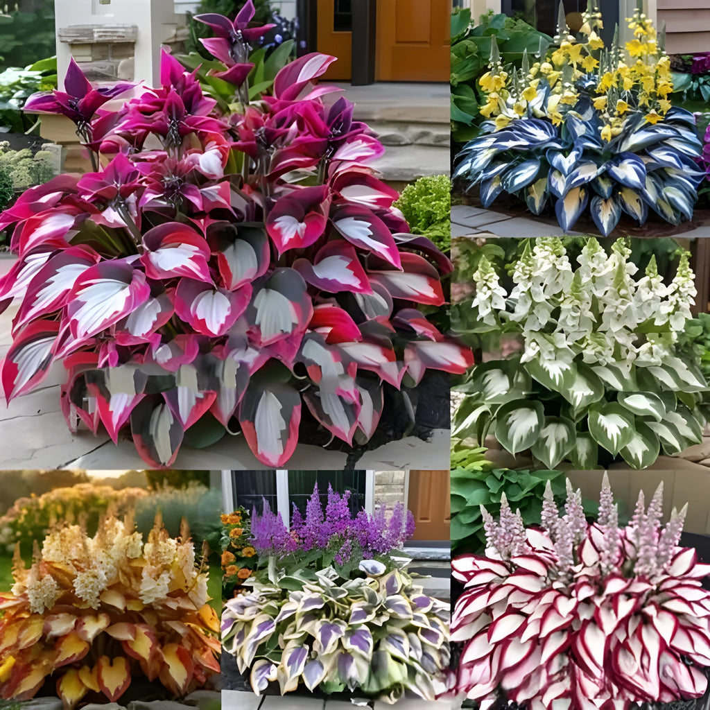 Pack of coloured leaves jade barrettes potted flower seeds showing 50 pills and variety style labels.