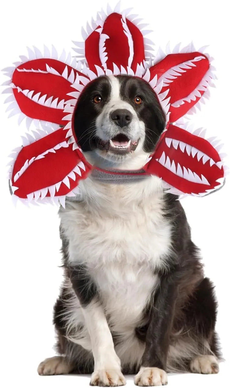 Dog wearing Halloween demon hat costume with open chomper mouth and flower headband accessory