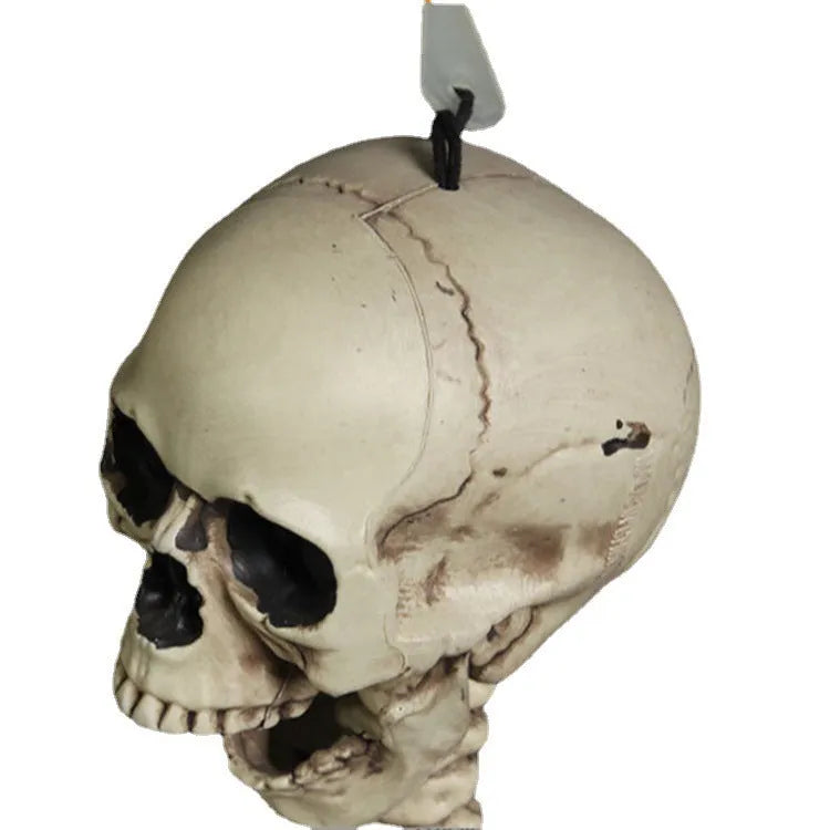 Life-size 170cm plastic skeleton prop with detailed skull and anatomical features