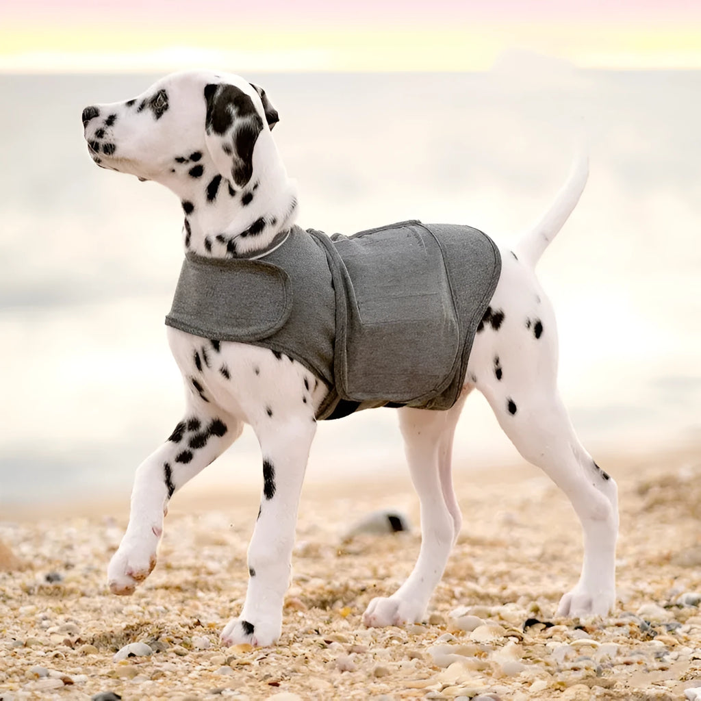 Heather grey dog anxiety jacket and warm vest made from polyester brocade fabric on a medium-sized dog.