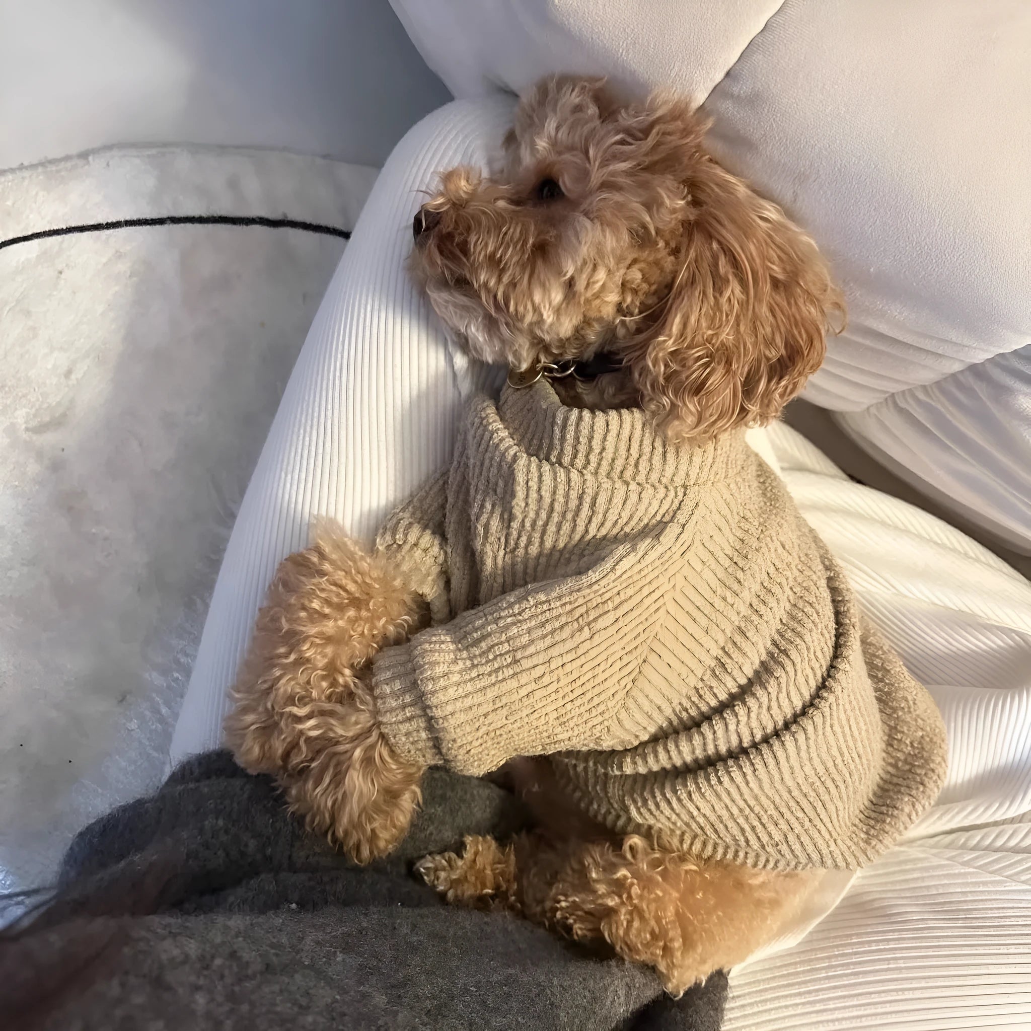 Brown cloth sweater pullover on a small dog, suitable for Bichon or Pomeranian breeds.