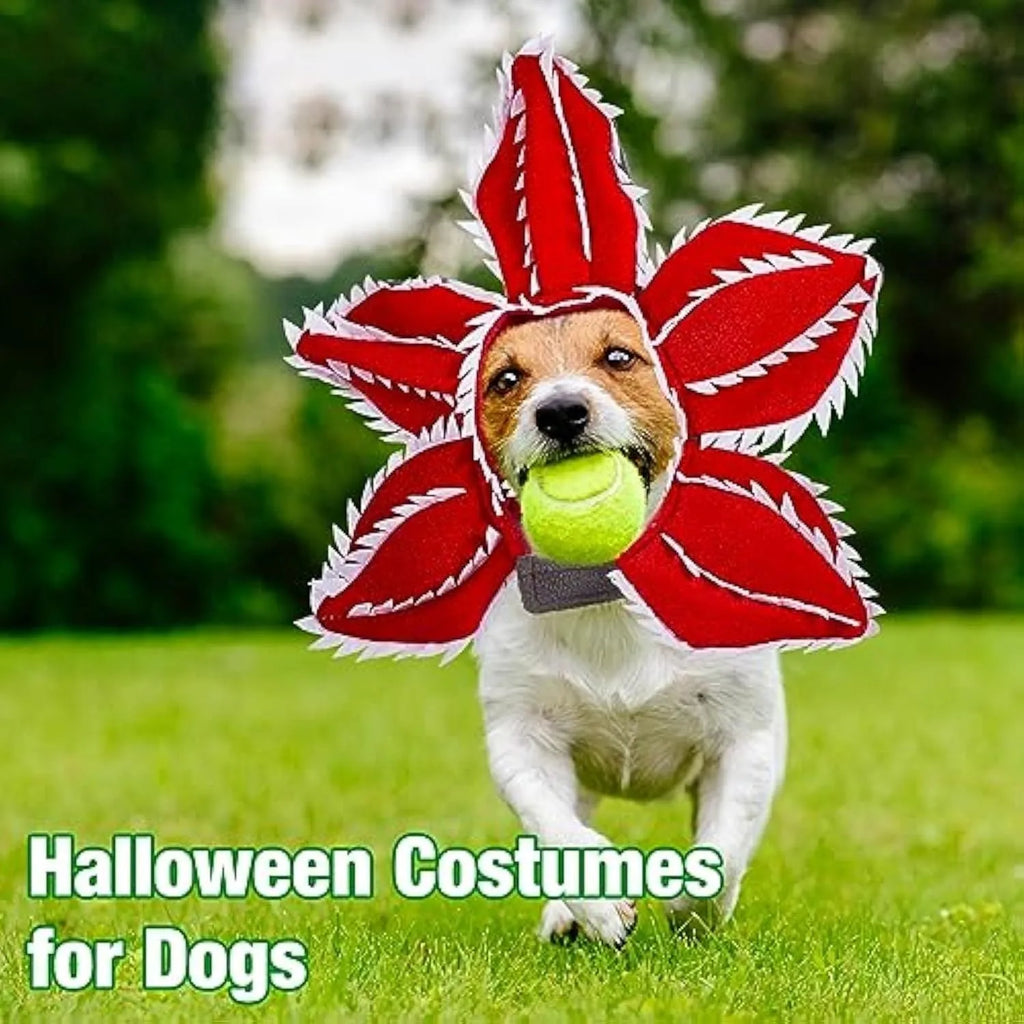 Dog wearing Halloween demon hat costume with open chomper mouth and flower headband accessory