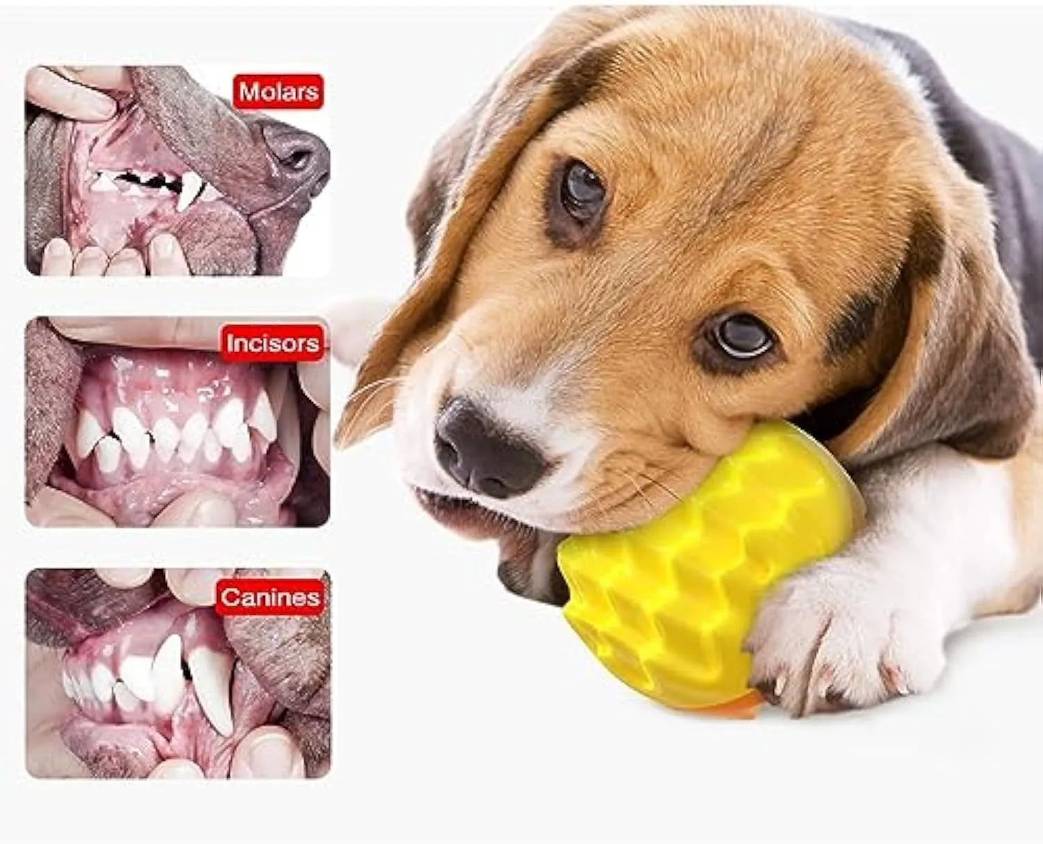 Blue rubber dog ball with spiky texture for dental cleaning and squeaky sounds