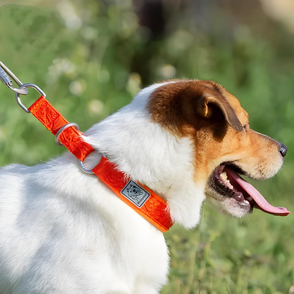P-chain dog walking collar in reflective army green nylon with aluminium hardware, shown on size chart from 2XS to 3XL.
