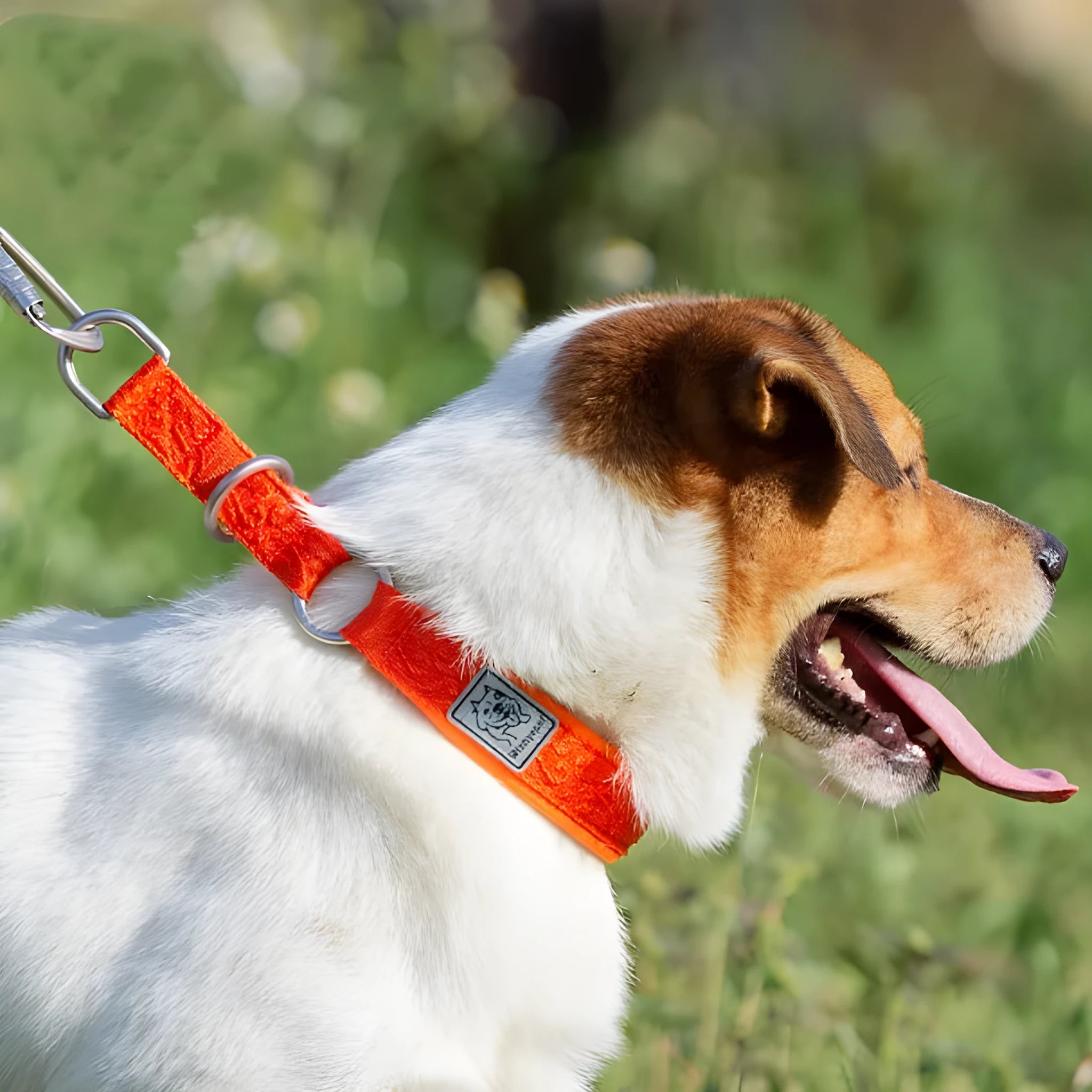 P-chain dog walking collar in reflective army green nylon with aluminium hardware, shown on size chart from 2XS to 3XL.