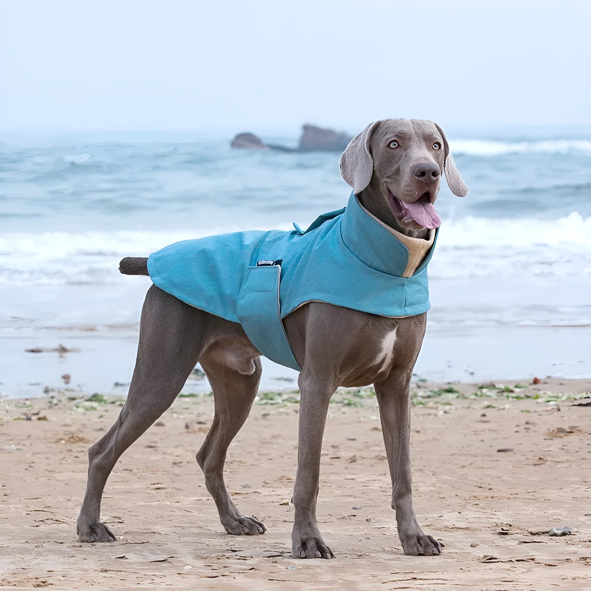 Polyester dog clothing vest in rose red, light blue, or grey colours for medium-large dogs