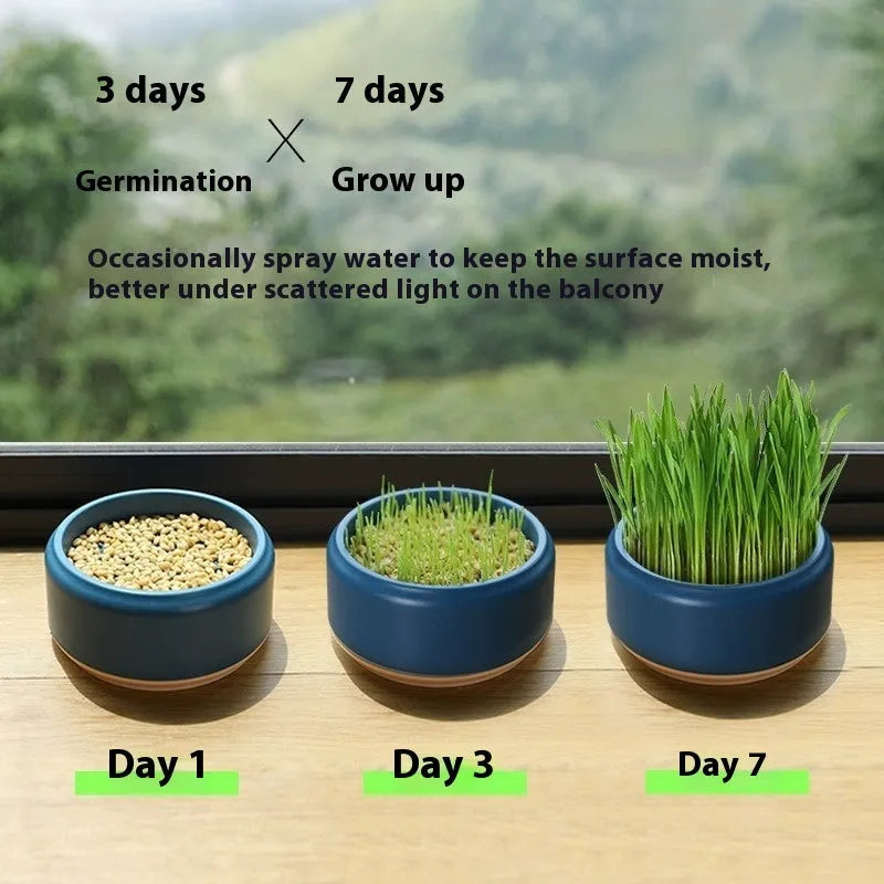Blue, green, and yellow hydroponic cat grass cups with seed packs for soilless indoor growing.