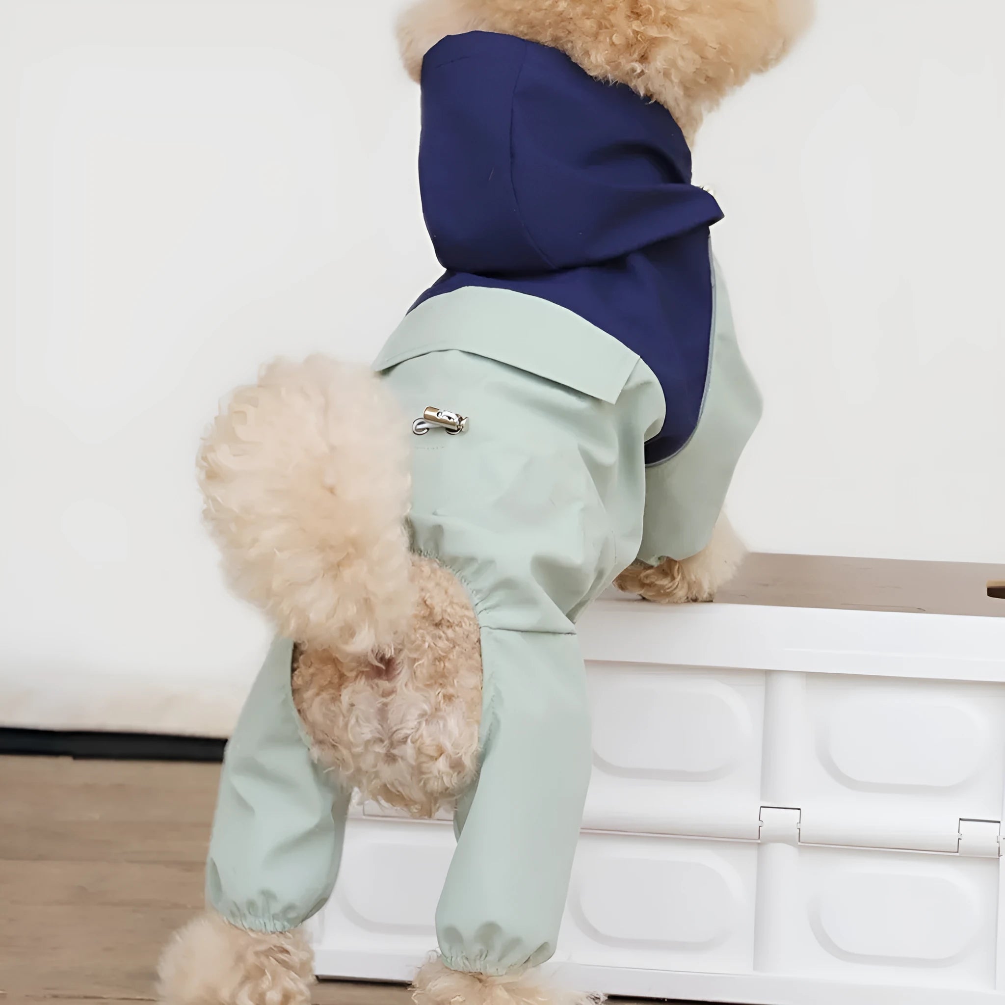 British-style khaki waterproof polyester shell jacket on a small dog.