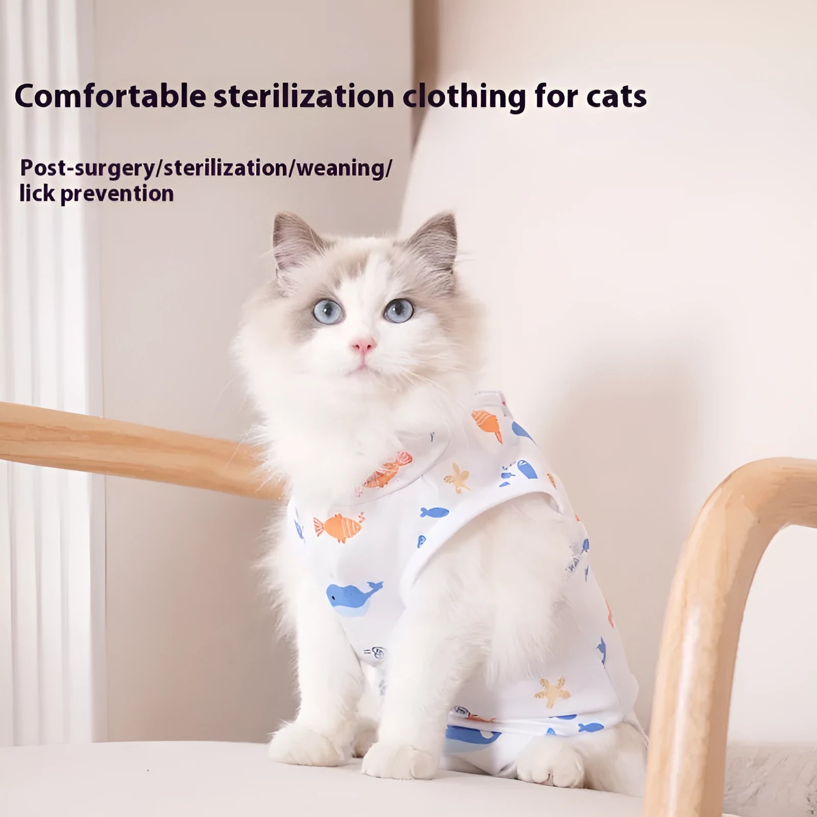 Cat wearing a blue printed post-operative recovery suit with Velcro fastenings after sterilisation surgery.
