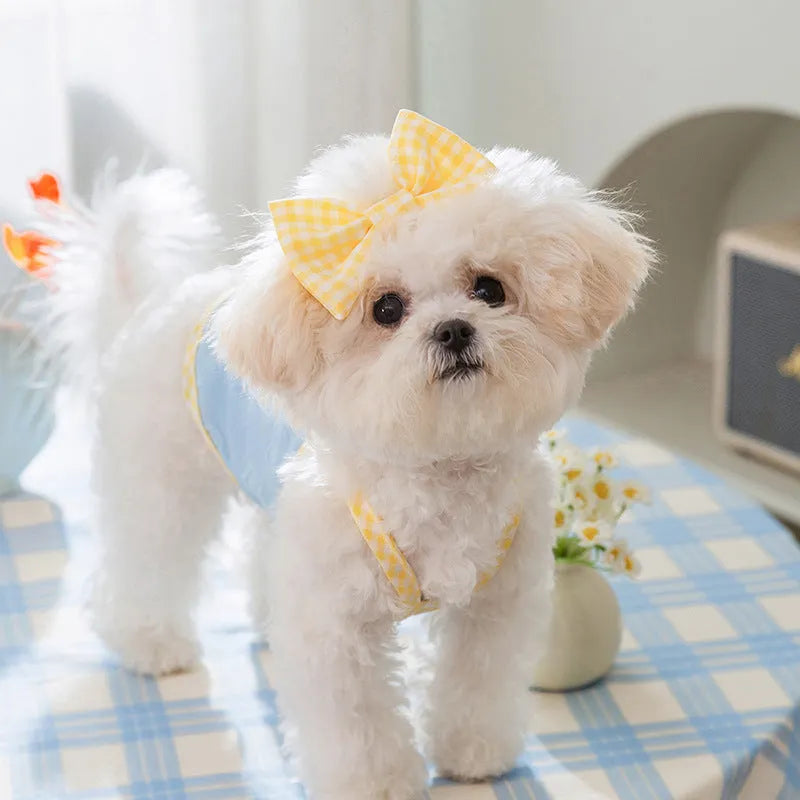 Small dog wearing a blue elastic vest with heart and bow details and adjustable suspenders.